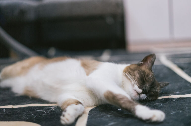 cat9302337_TP_V